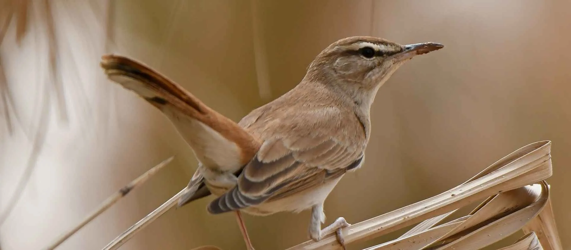 Rufous-tailed Scrub Robin in desert scrub