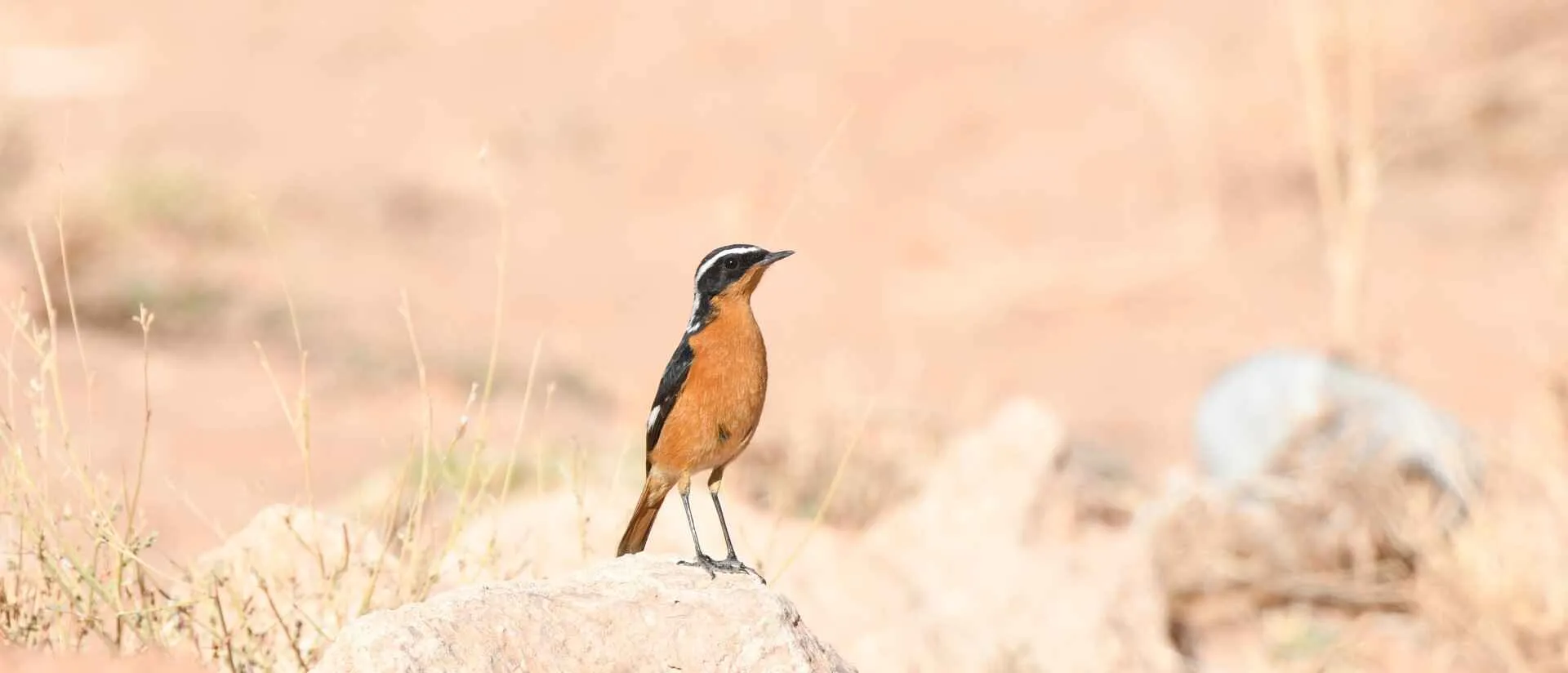 Moussier’s Redstart, a North African endemic, perched on a rock