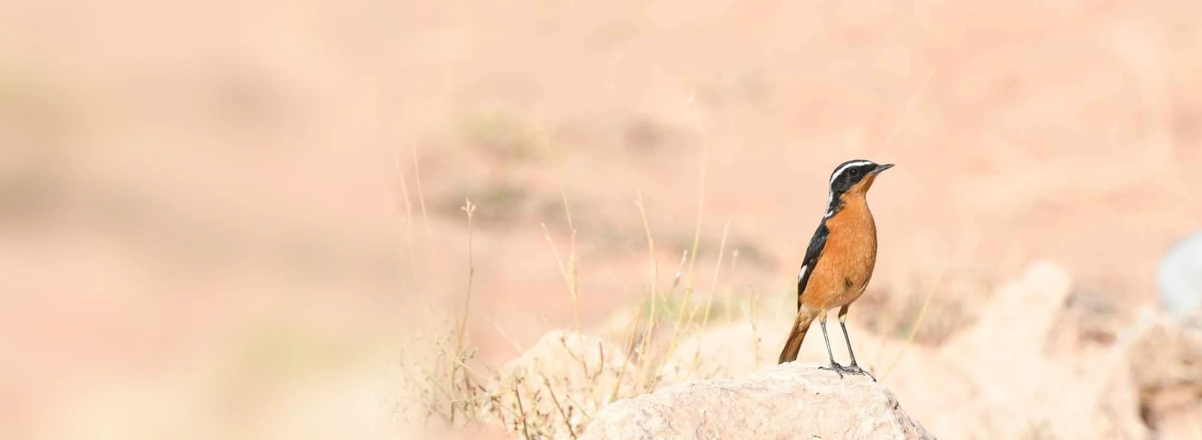 Moussier’s Redstart, a North African endemic, perched on a rock