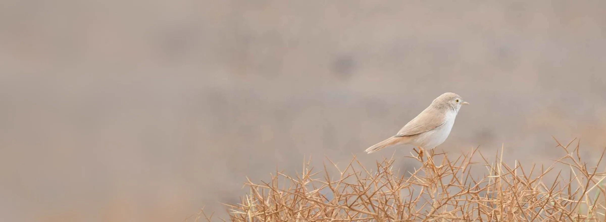 White-crowned Wheatear on the desert floor