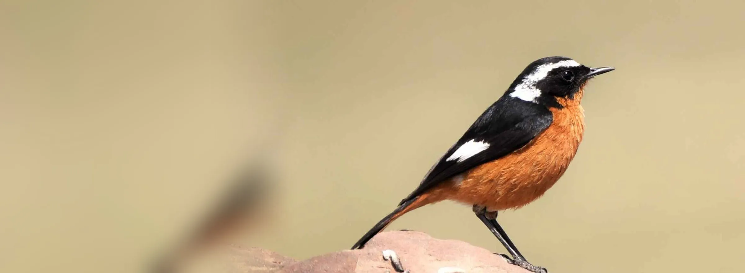 Desert Sparrow, one of the signature birds of the Merzouga sand sea