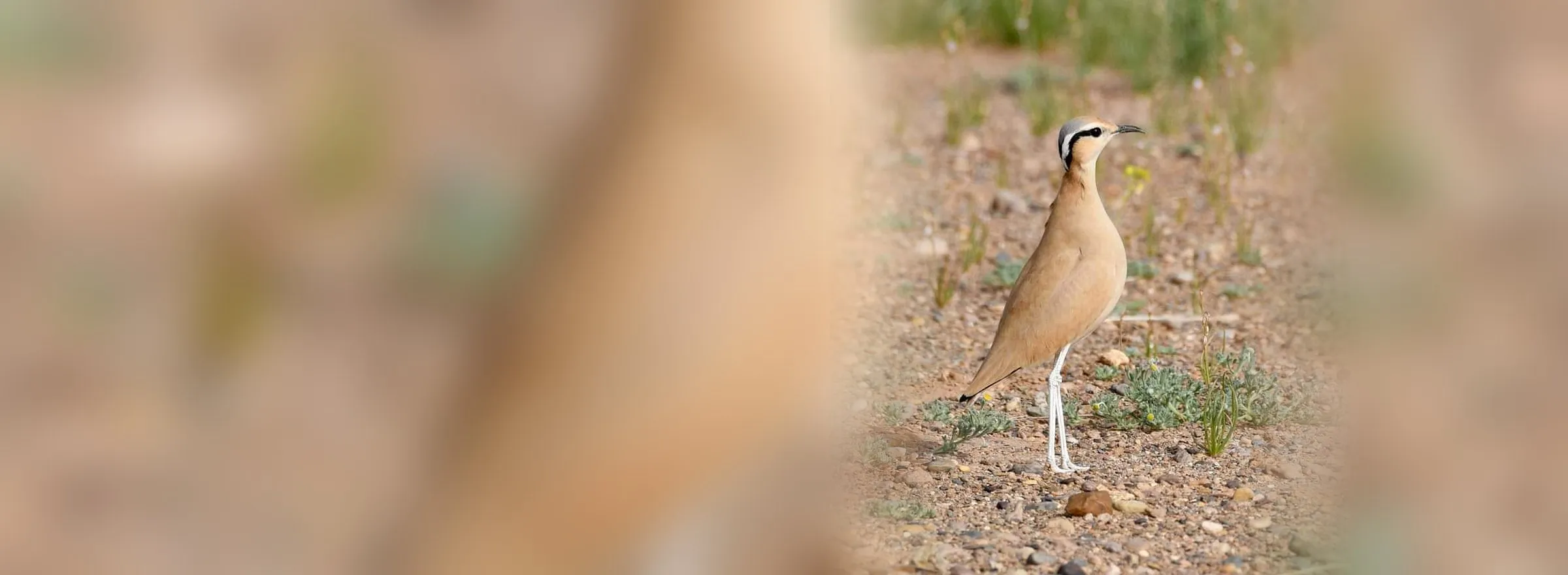 Cream-coloured Courser standing on open stony ground