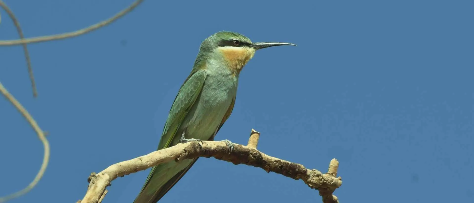 Blue-cheeked Bee-eater perched on a bare branch
