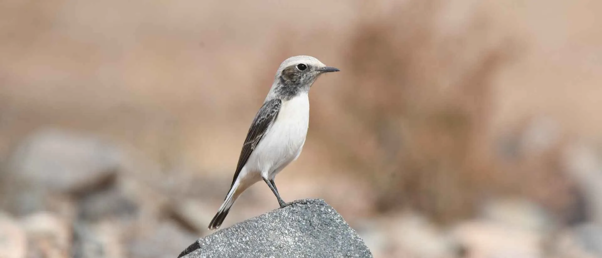 Maghreb Wheatear perched on a rock