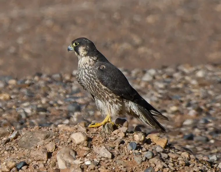 Barbary Falcon perched on desert ground
