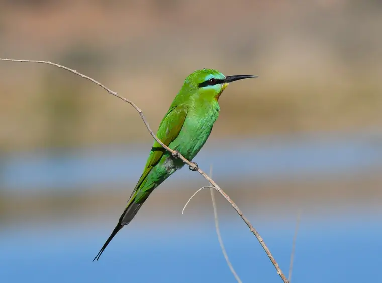 Two Blue-cheeked Bee-eaters perched on a branch