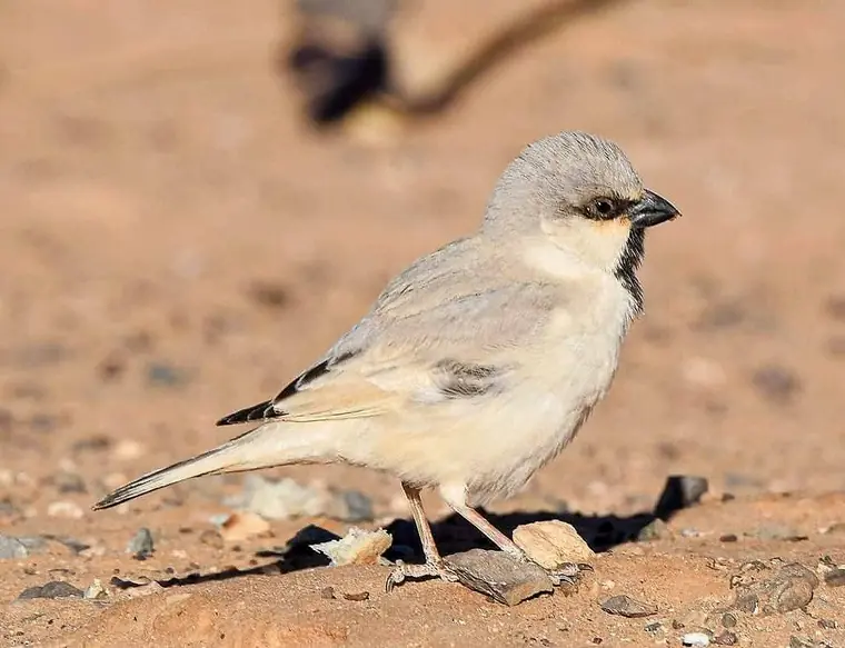Desert Sparrow on desert gravel in southern Morocco