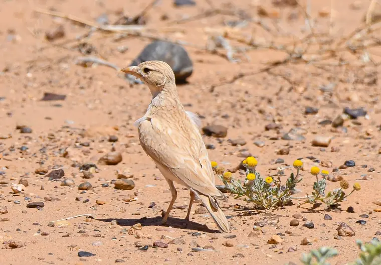 African Dunn’s Lark on bare desert ground
