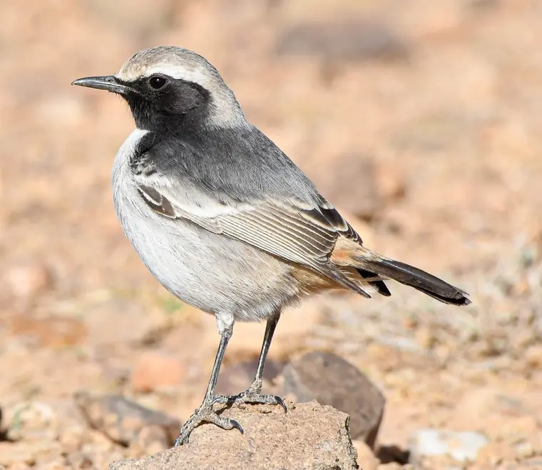 Red-rumped Wheatear standing on a stone on open plains